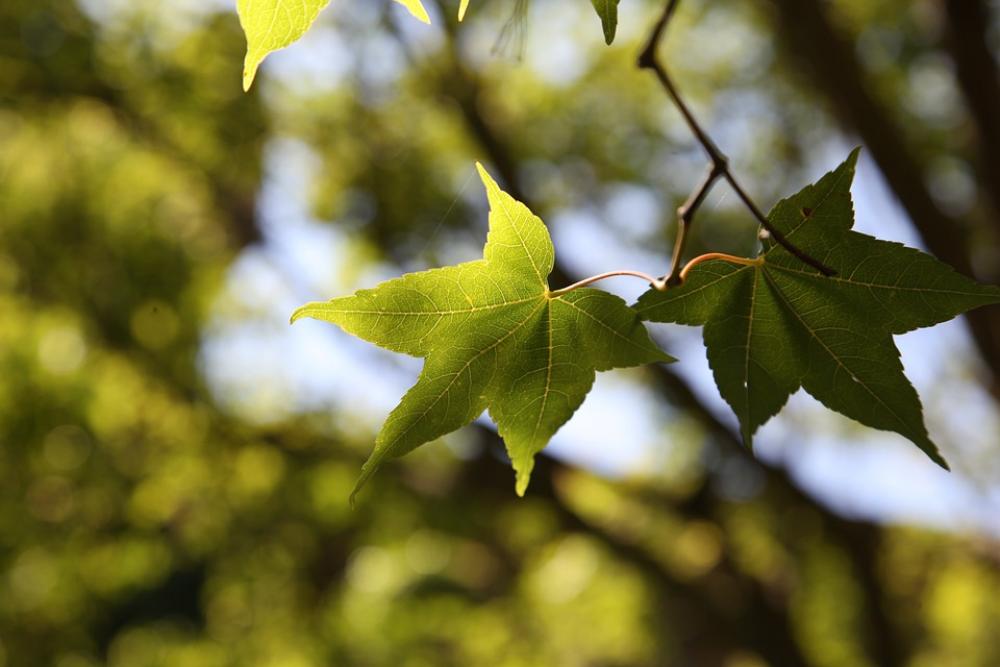 Maple Leaf Leaf Nature Maple Tree Season Summer Maple Leaf Leaf Nature Maple Tree Season Summer