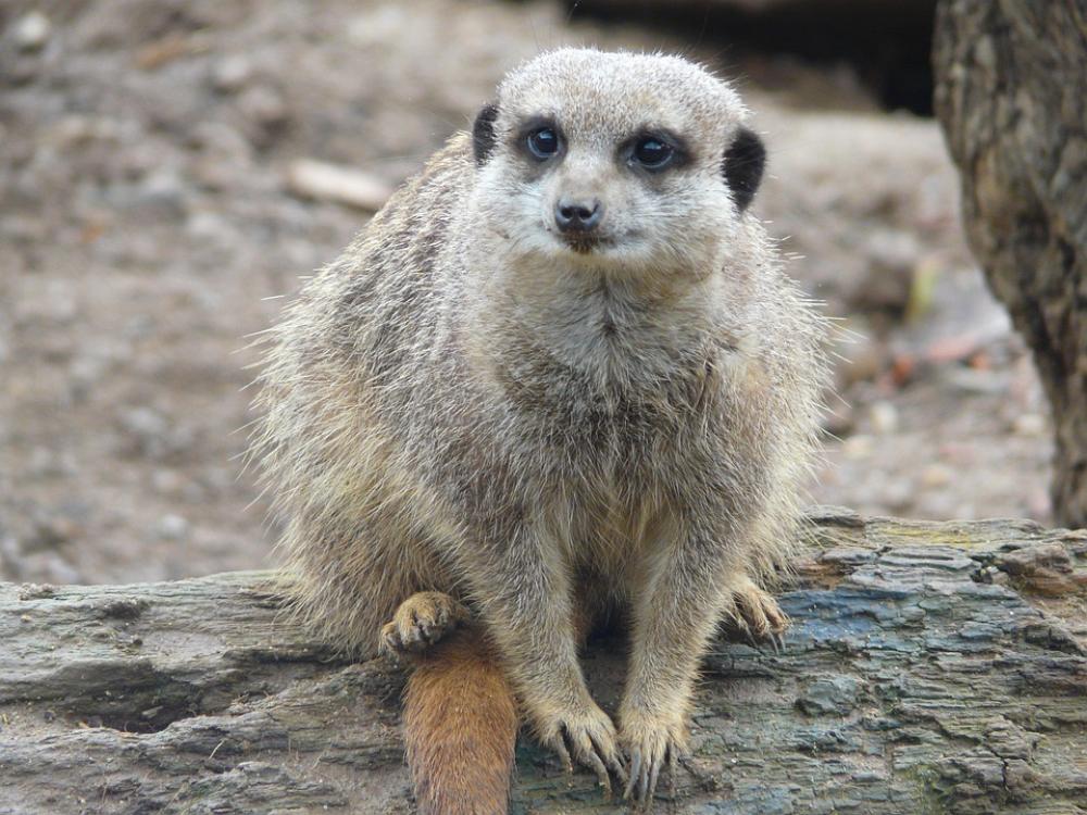 Meerkat Nature Animal Meerkat Nature Animal