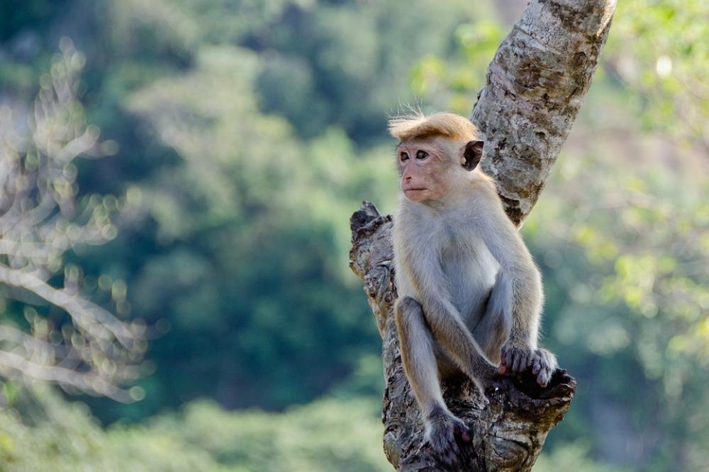Monkey Animal Primate Sri Lanka Mammal Cute Tree Monkey Animal Primate Sri Lanka Mammal Cute Tree
