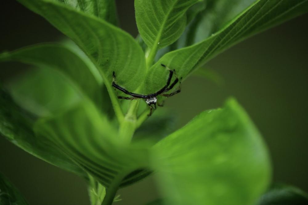 Monsoon Nature India Canon Insect Monsoon Nature India Canon Insect