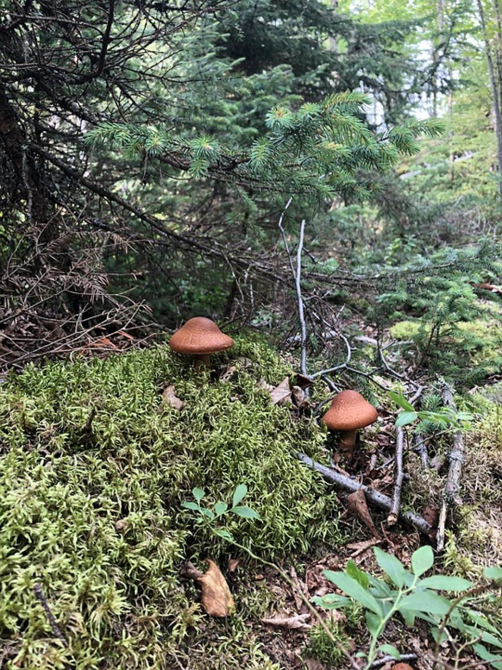 Mushrooms Forest Trees Moss Nature Mushrooms Forest Trees Moss Nature