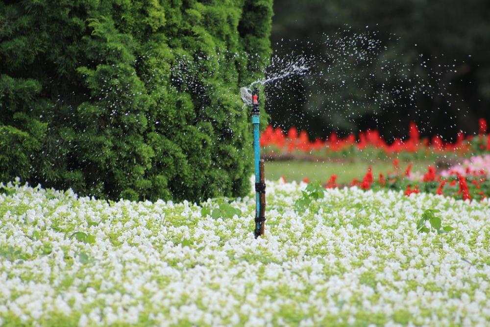 Myanmar Burma Watering Nature Flowers Myanmar Burma Watering Nature Flowers