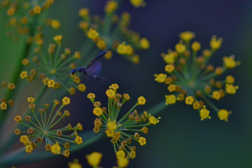 Narrow Abdomen Wasp Insect Dill Blossom Garden Narrow Abdomen Wasp Insect Dill Blossom Garden
