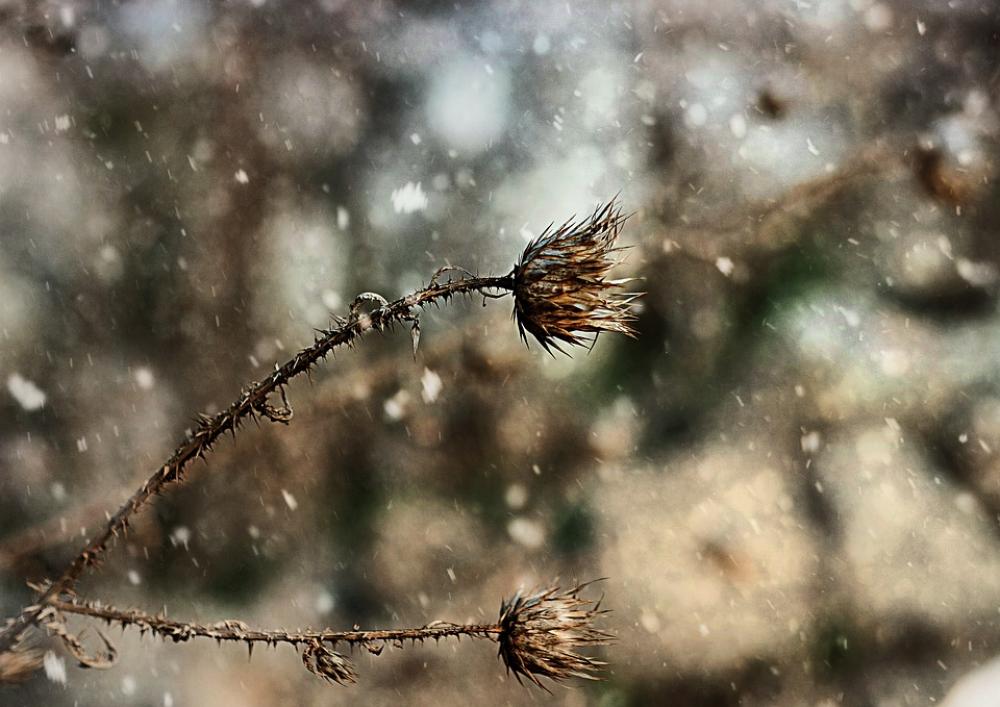 Natur Thorns Nature Spikes Winter Spike Natur Thorns Nature Spikes Winter Spike