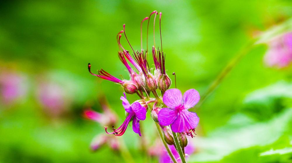 Nature Flower Green Purple Plant Focus Spring Nature Flower Green Purple Plant Focus Spring