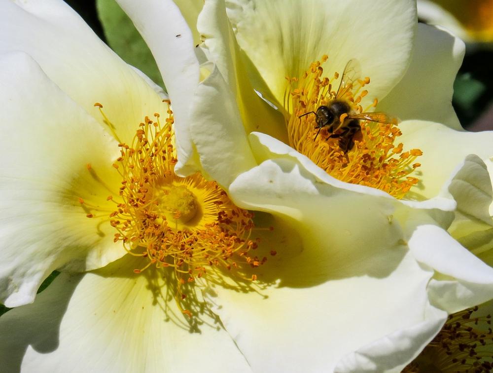 Nature Flower Blossom Bloom Bee Insect Nectar Nature Flower Blossom Bloom Bee Insect Nectar