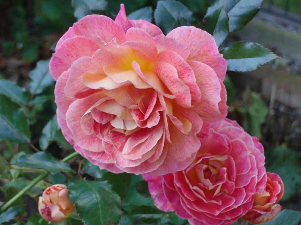Nature Flower Blossom Bloom Summer Plant Pink Nature Flower Blossom Bloom Summer Plant Pink