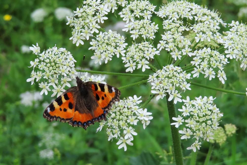 Nature Animal World Butterfly Insect Flower Nature Animal World Butterfly Insect Flower