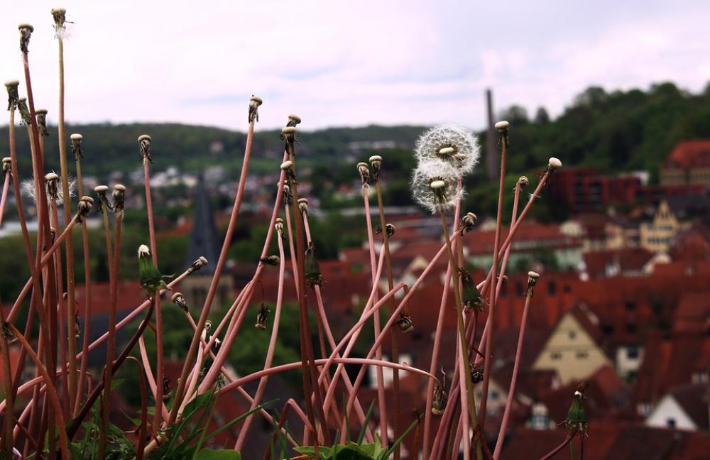 Nature Travel Flowers Summer Dandelion Beauty Nature Travel Flowers Summer Dandelion Beauty