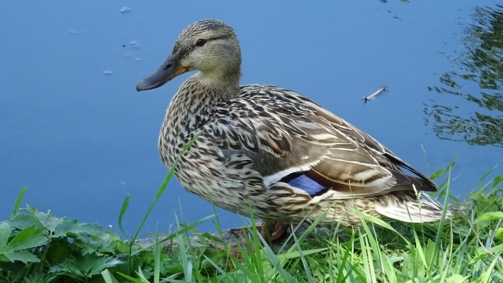 Nature Bird Duck Fauna Animal Water Nature Bird Duck Fauna Animal Water
