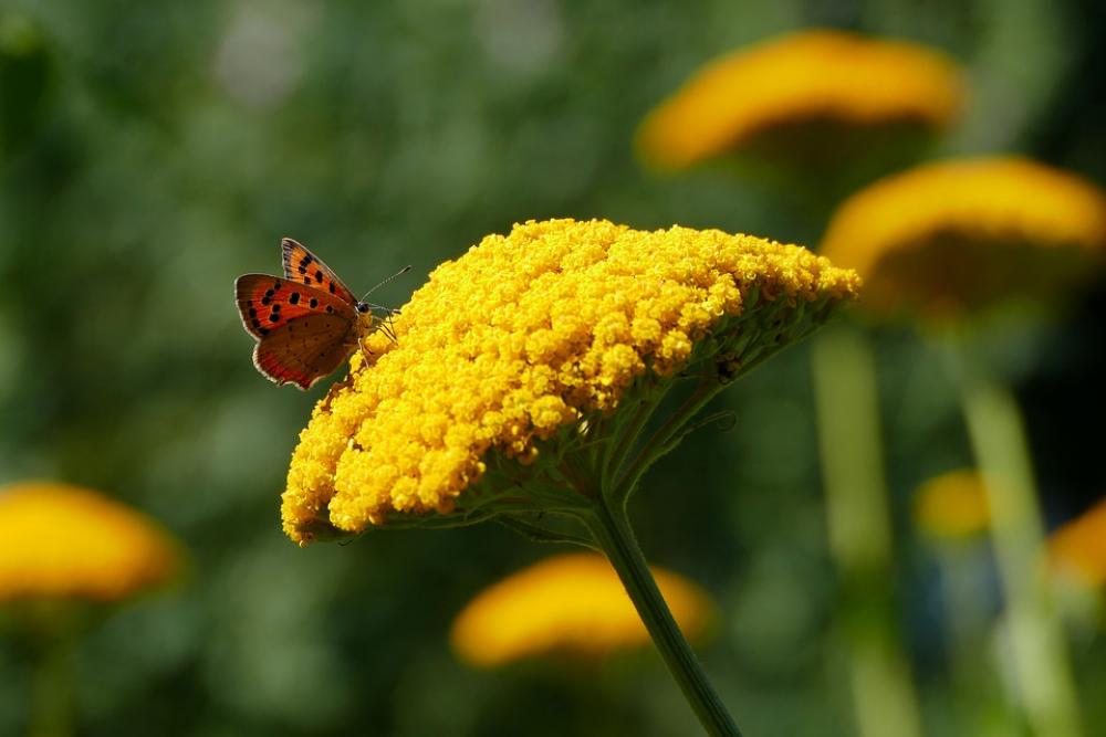 Nature Butterfly Flower Nature Butterfly Flower