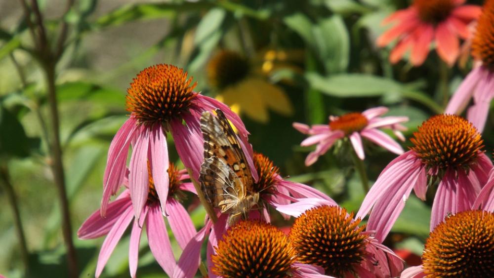 Nature Butterflies Insect Nature Butterflies Insect