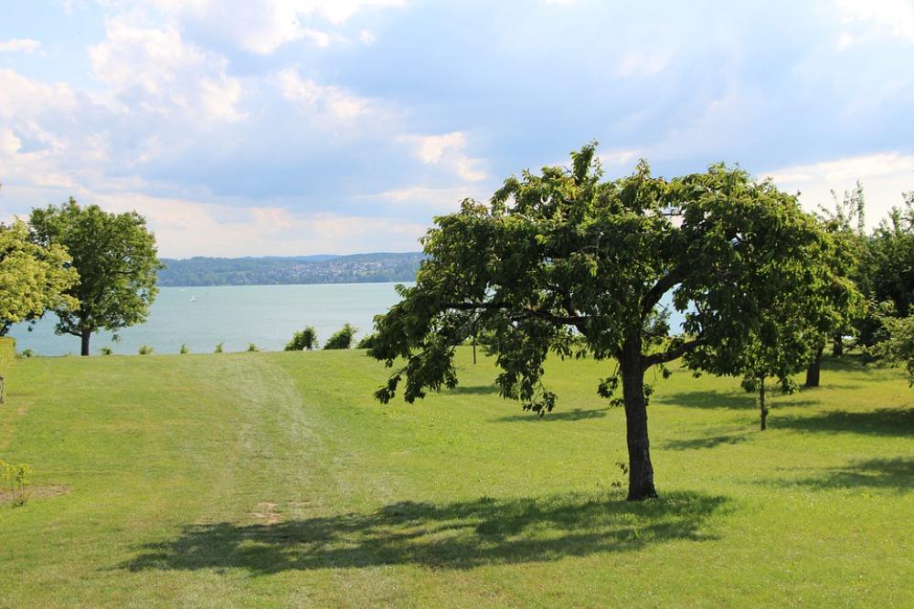 Nature Water Lake Constance Birnau Tree Shadow Nature Water Lake Constance Birnau Tree Shadow