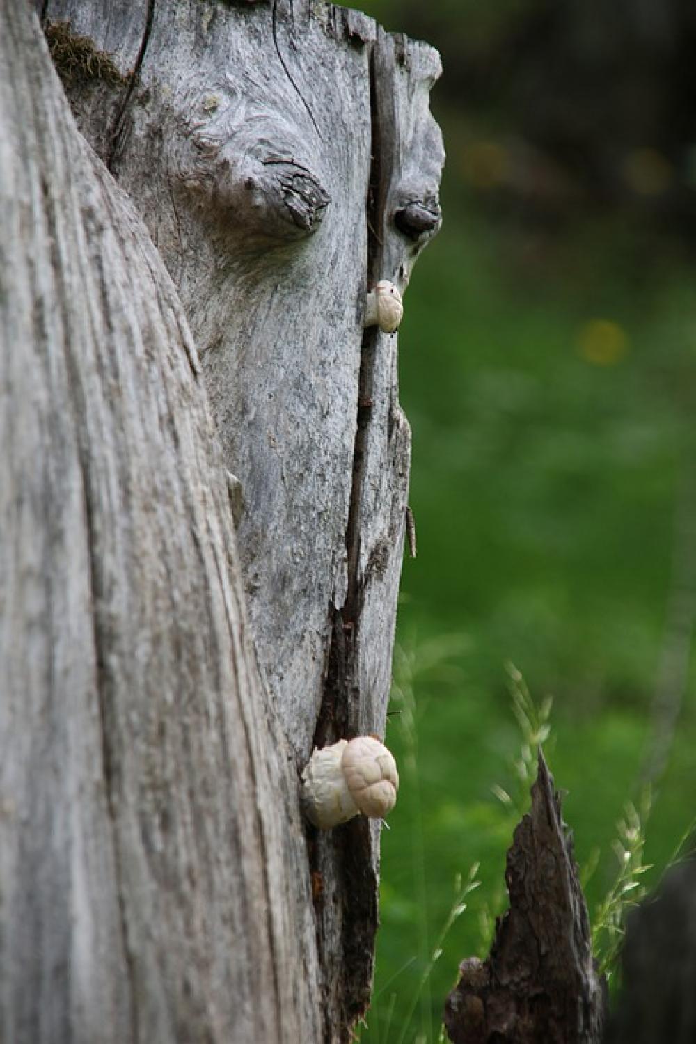Nature Tree Fungus Trunk Mushrooms Trees Nature Tree Fungus Trunk Mushrooms Trees