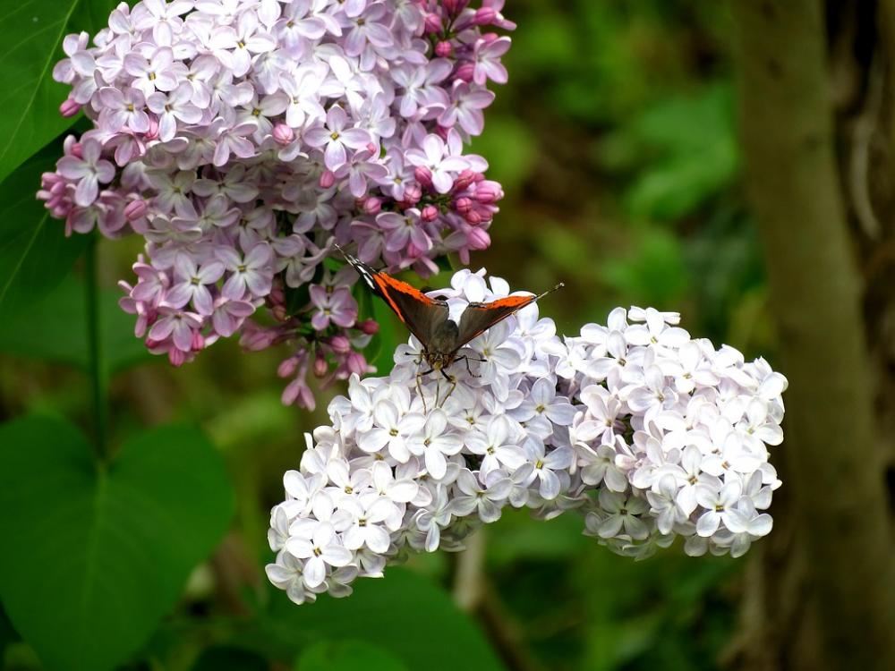 Nectar Ali Butterfly Nature Nectar Ali Butterfly Nature