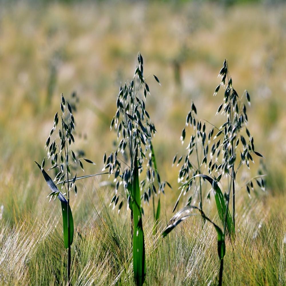Oats Seeds Food Wheat Harvest Grain Power Supply Oats Seeds Food Wheat Harvest Grain Power Supply