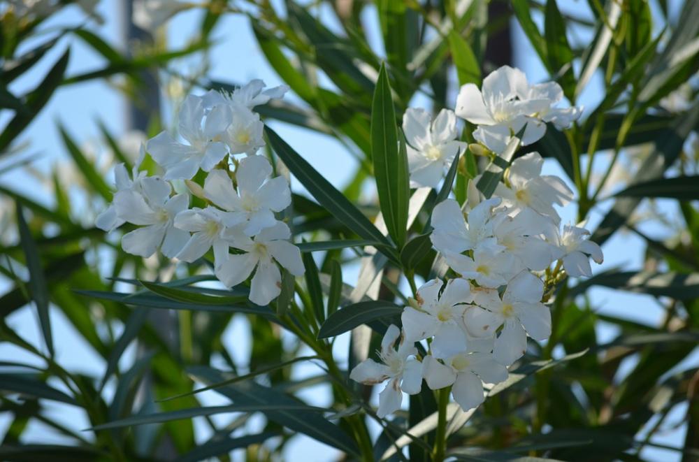 Oleander Green Summer Nature Flower Oleander Green Summer Nature Flower