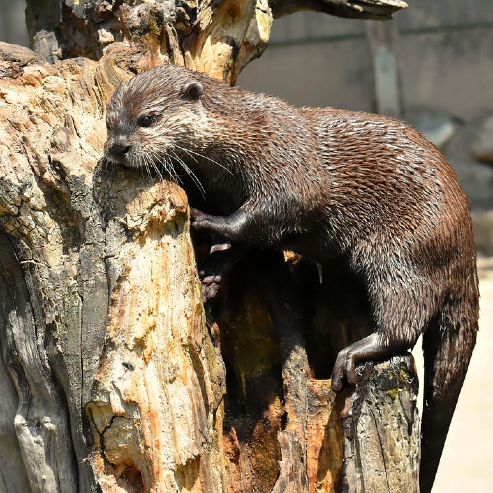 Otter Playful Play Animal World Mammal Animal Otter Playful Play Animal World Mammal Animal