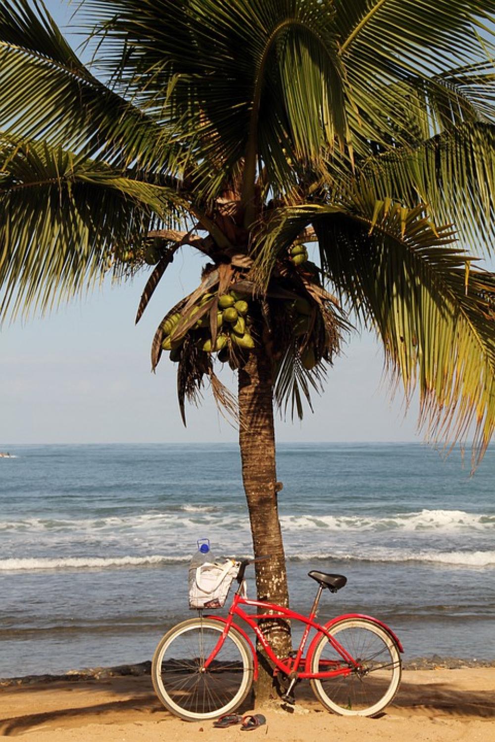 Palm Cycling Beach Cycle Outdoor Summer Bikes Palm Cycling Beach Cycle Outdoor Summer Bikes