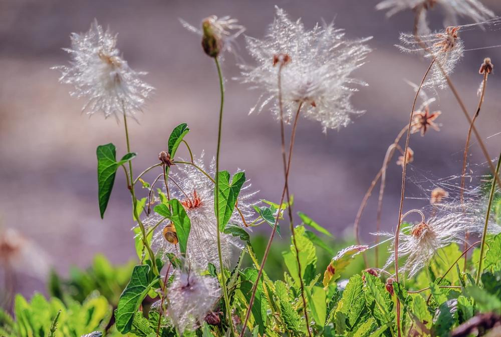 Pasque Flower Faded Pasqueflower Hairy Silvery Pasque Flower Faded Pasqueflower Hairy Silvery