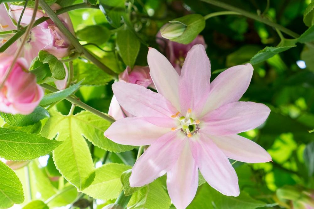 Passion Passiflora Flower Garden Passion Fruit Passion Passiflora Flower Garden Passion Fruit