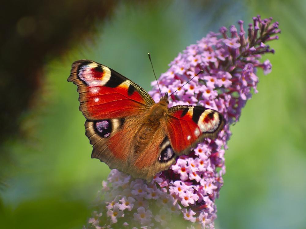 Peacock Butterfly Flower Butterfly Summer Peacock Peacock Butterfly Flower Butterfly Summer Peacock