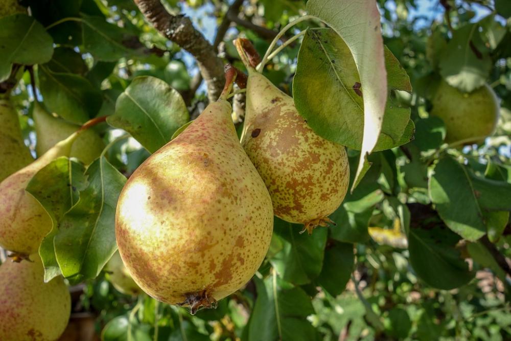 Pears Fruit Pear Healthy Food Health Fresh Bio Pears Fruit Pear Healthy Food Health Fresh Bio