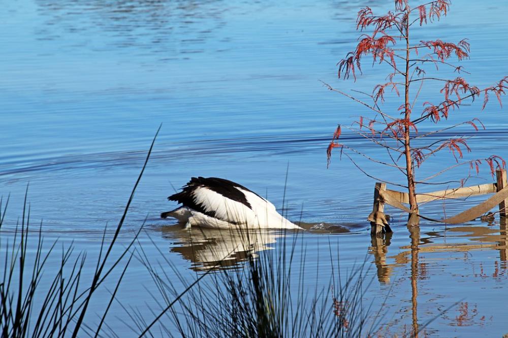 Pelican Bird Diving Fishing Lake Nature Pelican Bird Diving Fishing Lake Nature