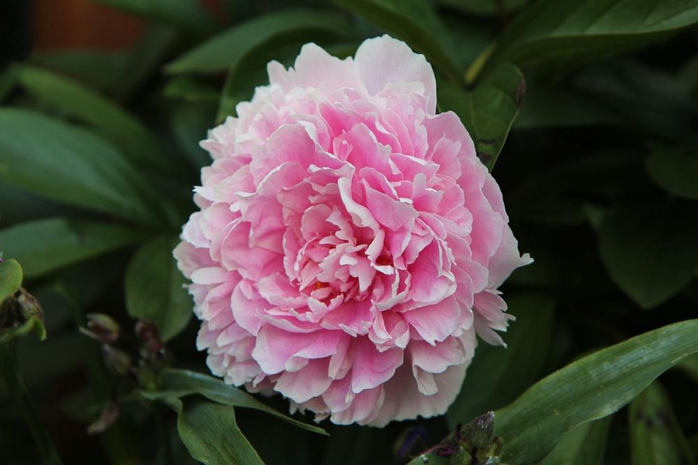 Peony Peony Rose Flower Nature Flowering Peony Peony Rose Flower Nature Flowering