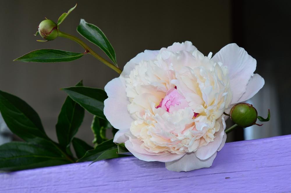 Peony Flower White Garden Flora Nature Peony Flower White Garden Flora Nature