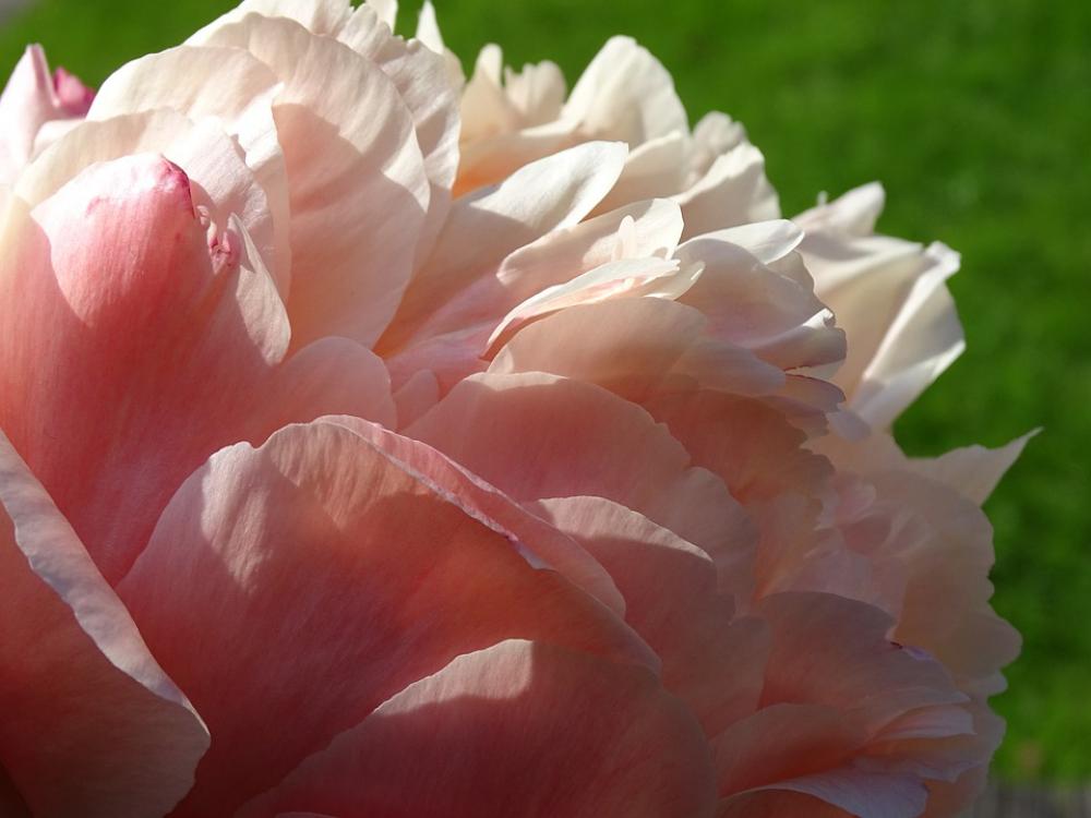 Peony Diameter Flower Pink Bloom Garden Flowers Peony Diameter Flower Pink Bloom Garden Flowers