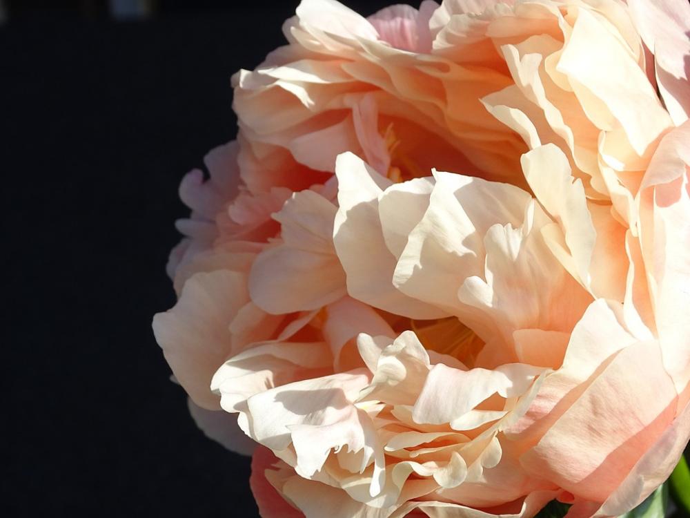 Peony Diameter Garden Flowers Pink Colorful Lush Peony Diameter Garden Flowers Pink Colorful Lush