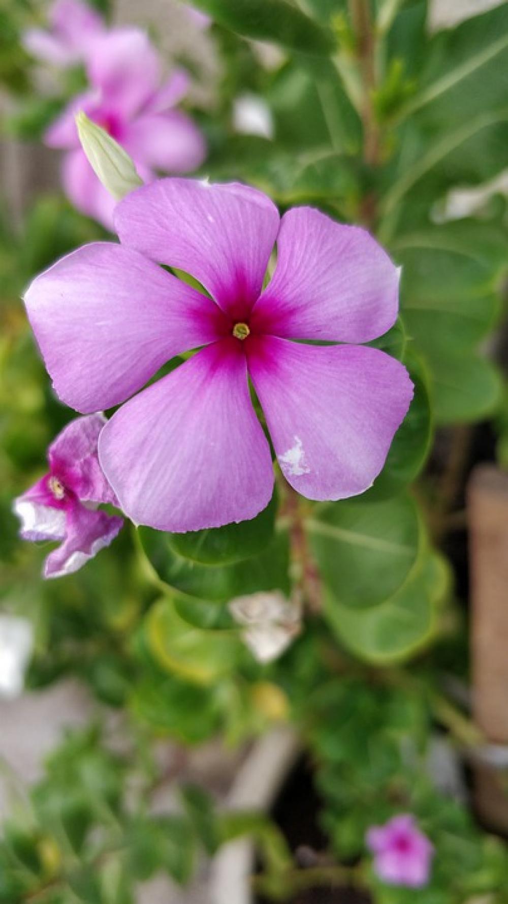 Periwinkle Pink Flower Periwinkle Pink Flower