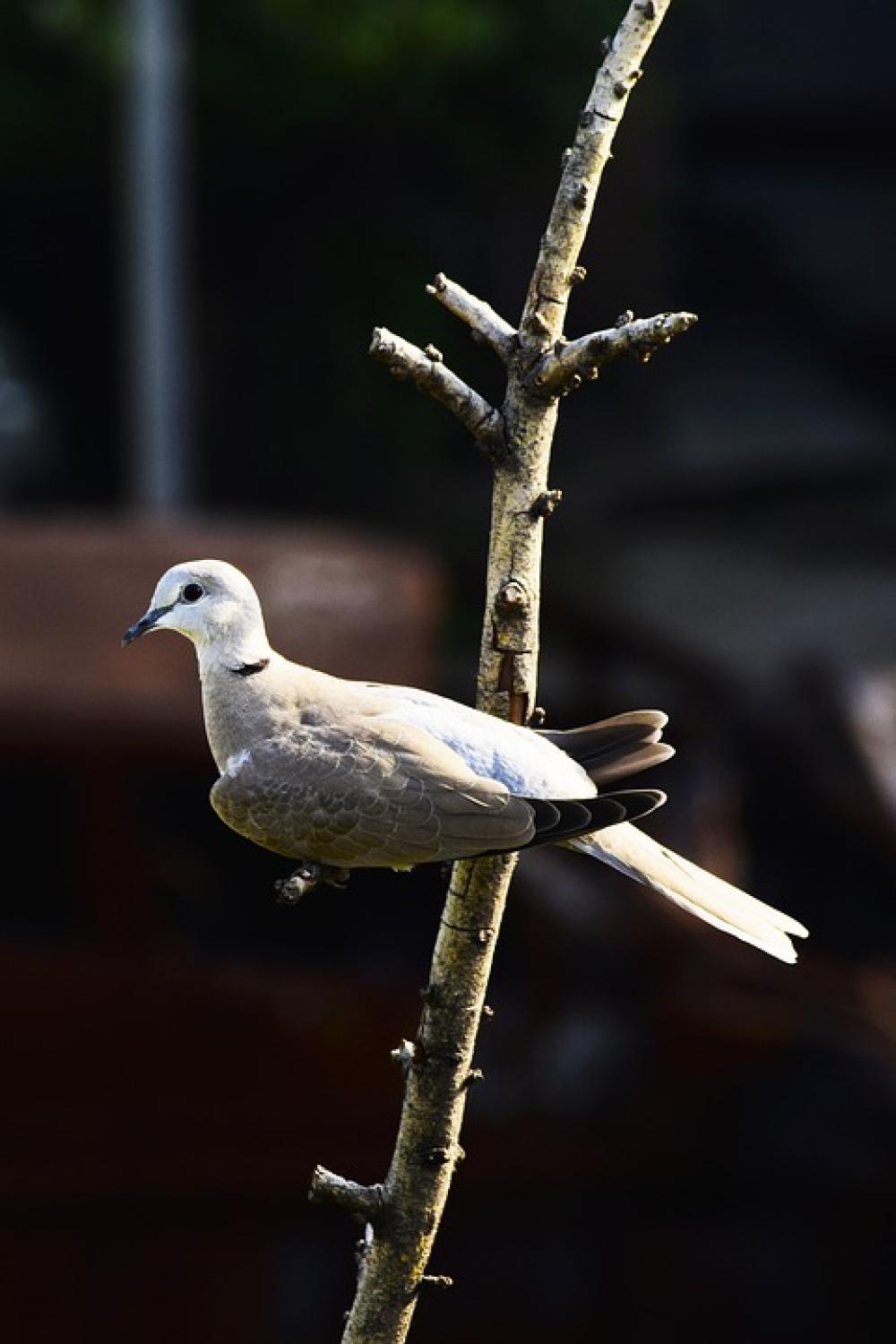 Pigeon Bird Nature Pigeon Bird Nature