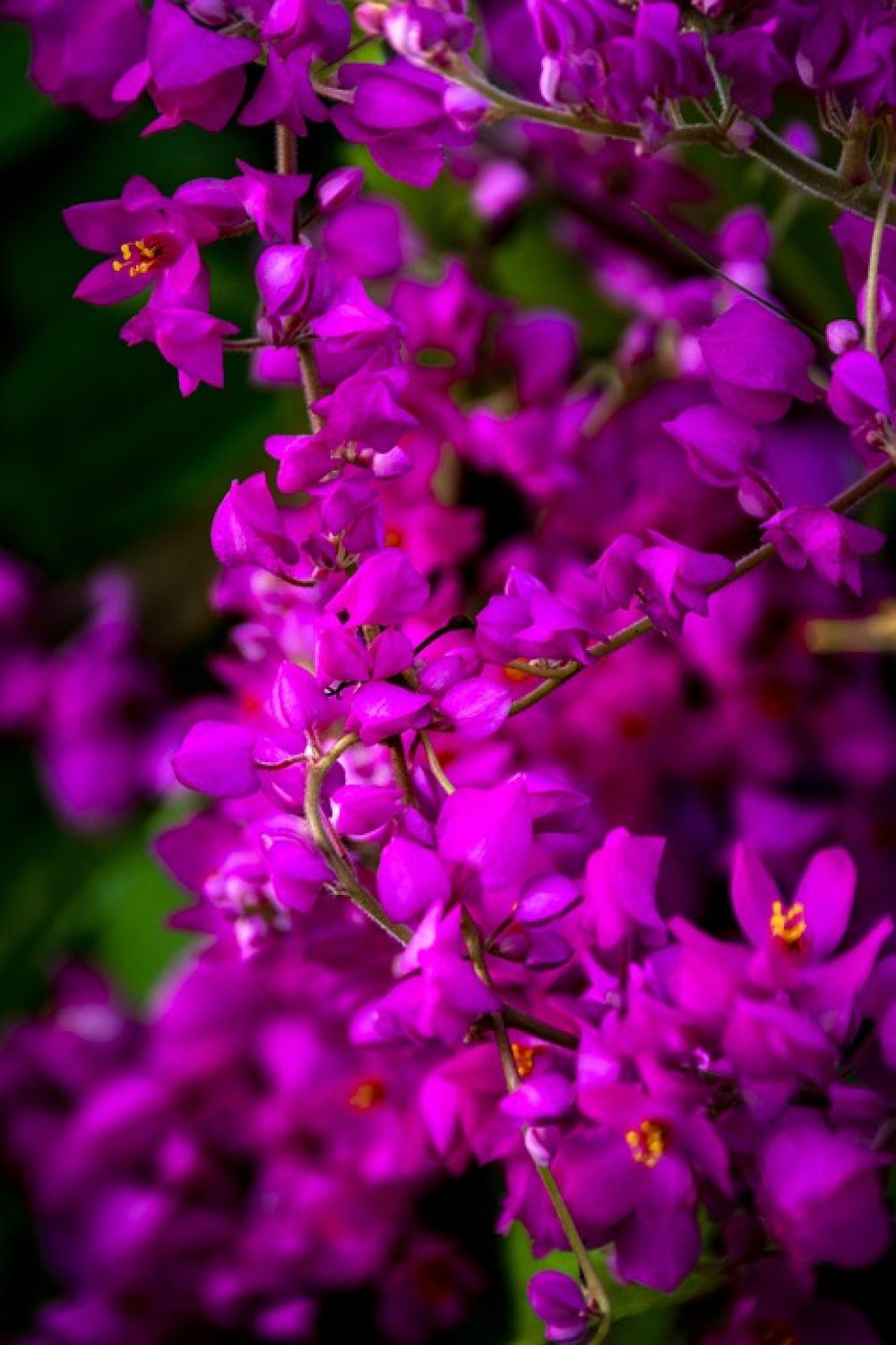 Pink Beauty Flora Bright Plant Pink Beauty Flora Bright Plant