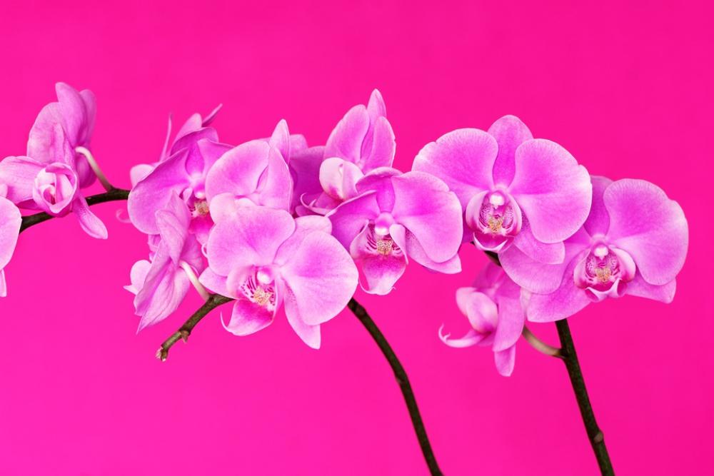 Pink Orchid Flower Nature Plant Close Up Pink Orchid Flower Nature Plant Close Up