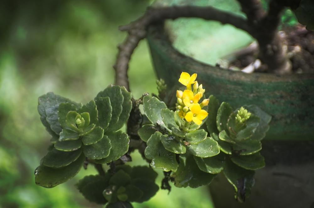 Plant Flower Green Yellow Colorful Summer Garden Plant Flower Green Yellow Colorful Summer Garden