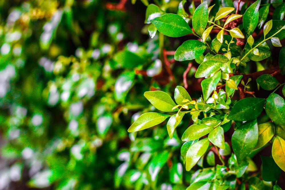Plant Leaves Green Garden Nature Summer Spring Plant Leaves Green Garden Nature Summer Spring