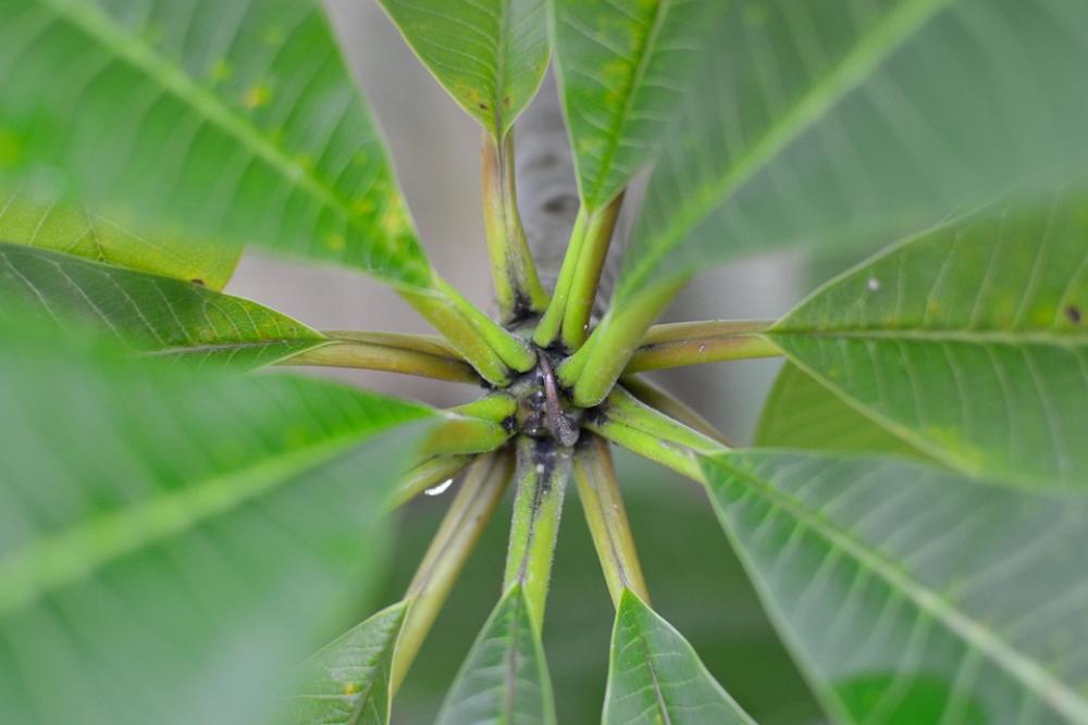 Plant Leaves Nature Green Pattern Botany Foliage Plant Leaves Nature Green Pattern Botany Foliage