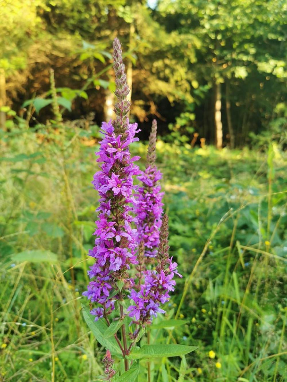 Plant Flower Nature Summer Violet Plant Flower Nature Summer Violet