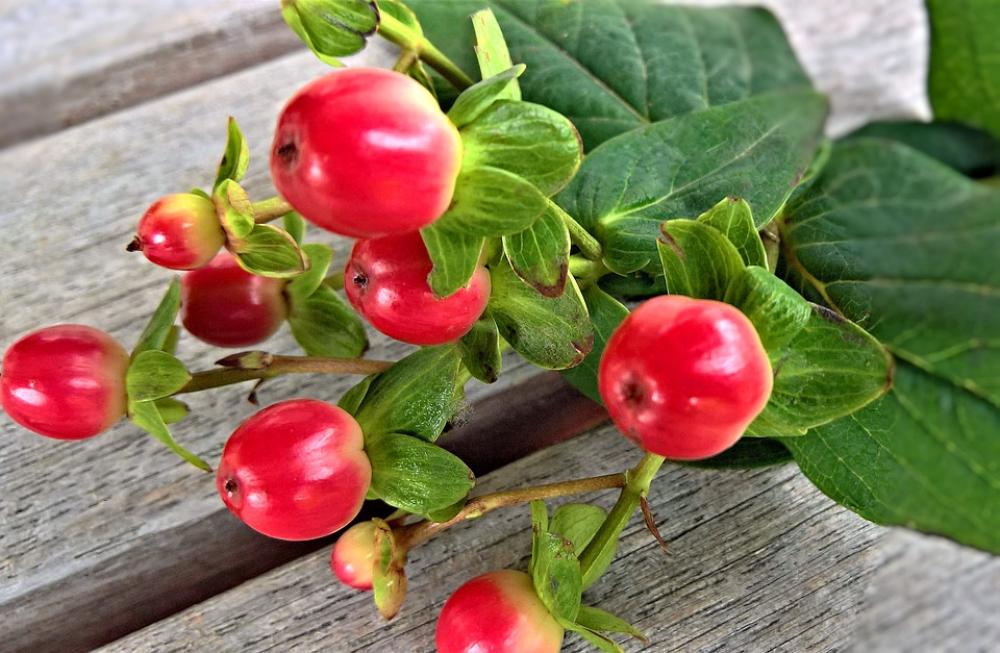 Plant Ornamental Bill Berry Branch Decoration Plant Ornamental Bill Berry Branch Decoration