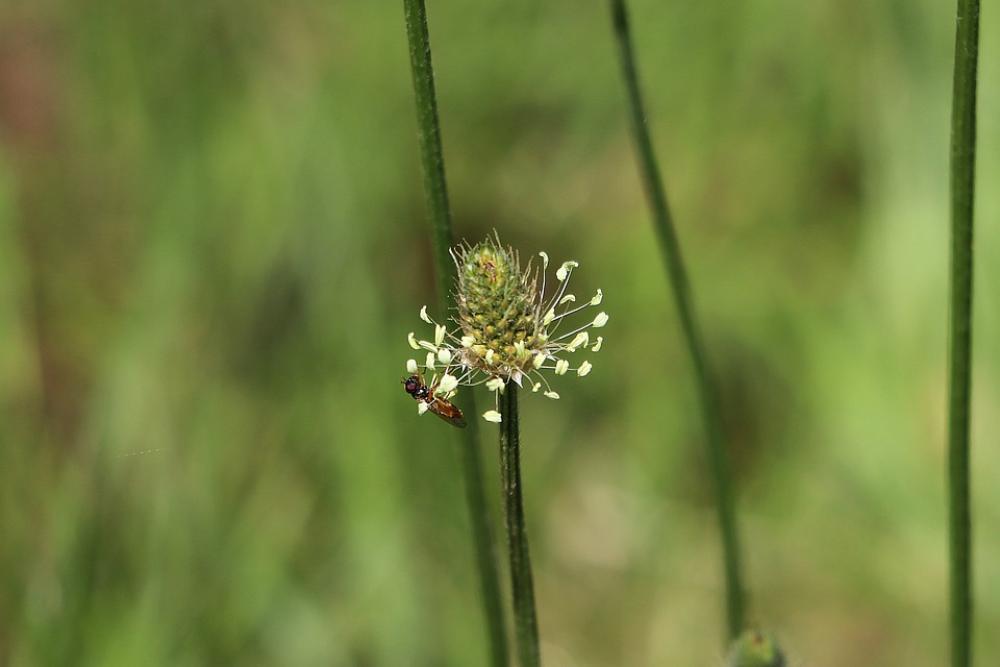 Plantain Grass Insect Close Up Plantain Grass Insect Close Up