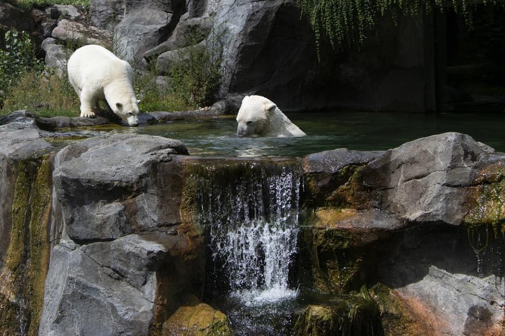Polar Bear Schönbrunn Tiergarten Fur Zoo White Polar Bear Schönbrunn Tiergarten Fur Zoo White