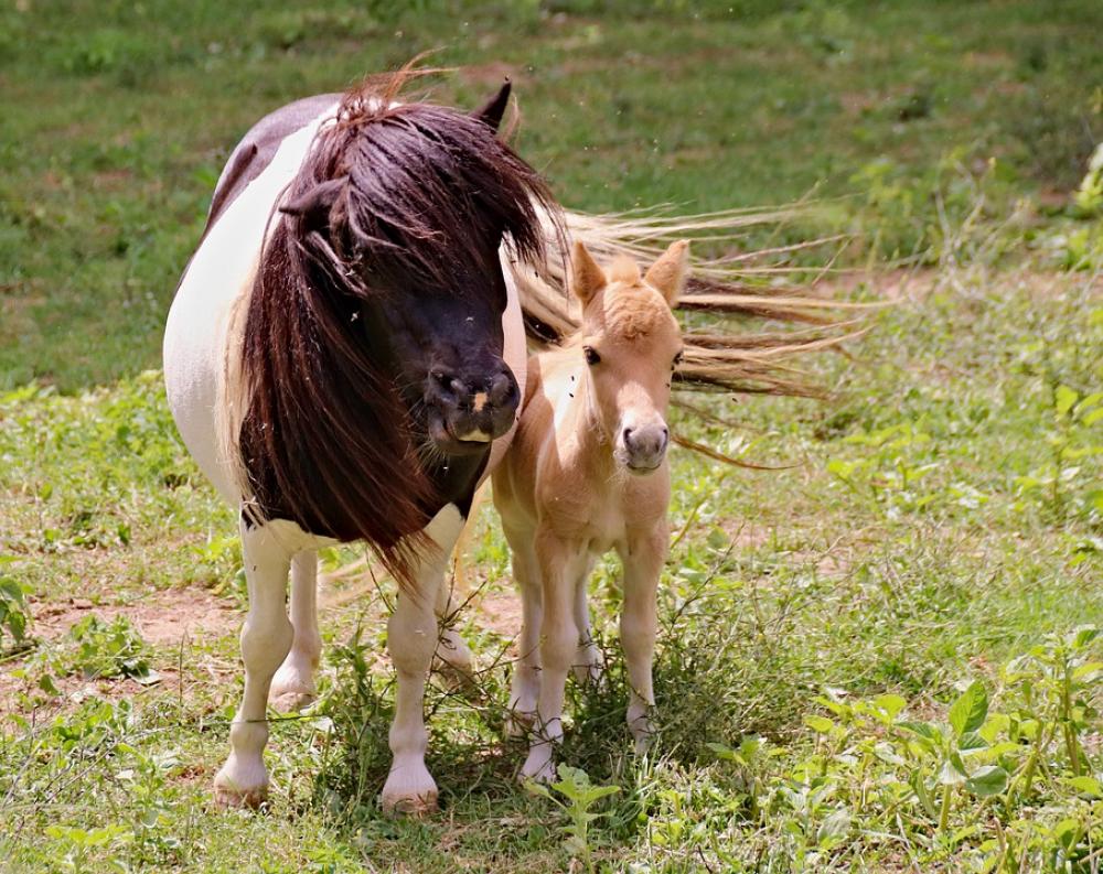Ponies A Pair Of Mother Foal Female Cub Animals Ponies A Pair Of Mother Foal Female Cub Animals