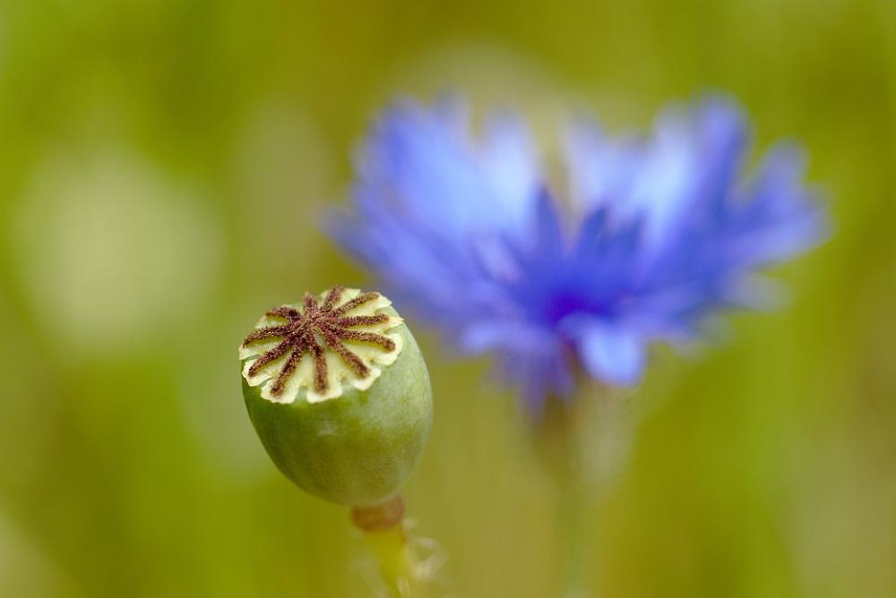 Poppy Cornflower Meadow Summer Wild Flowers Poppy Cornflower Meadow Summer Wild Flowers