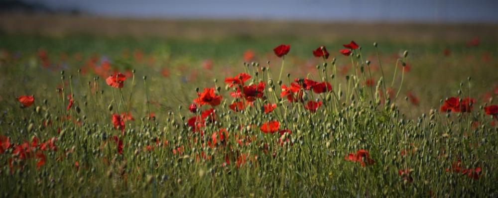 Poppy Klatschmohn Red Poppy Flower Nature Summer Poppy Klatschmohn Red Poppy Flower Nature Summer