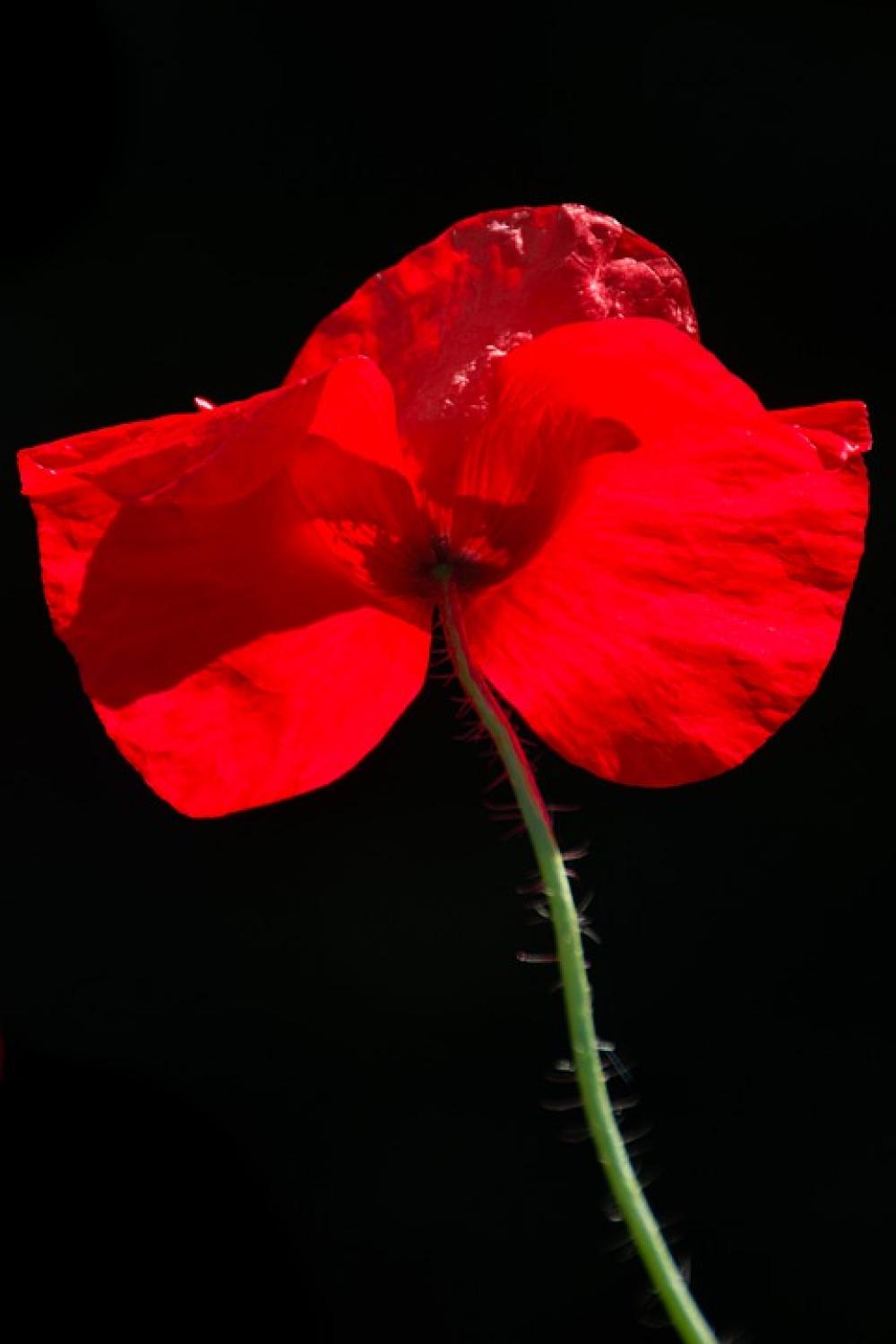 Poppy Flower Nature Red Petals Poppy Flower Nature Red Petals