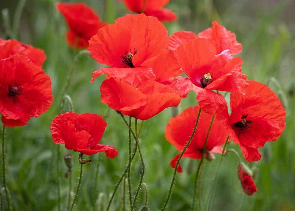 Poppy Poppies Klatschmohn Flowers Bloom Red Poppy Poppies Klatschmohn Flowers Bloom Red