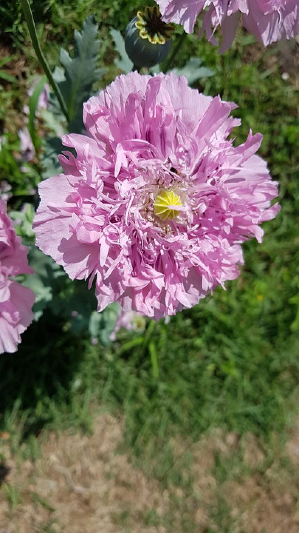 Poppy Flowers Plants Pink Buds Garden Wildflower Poppy Flowers Plants Pink Buds Garden Wildflower