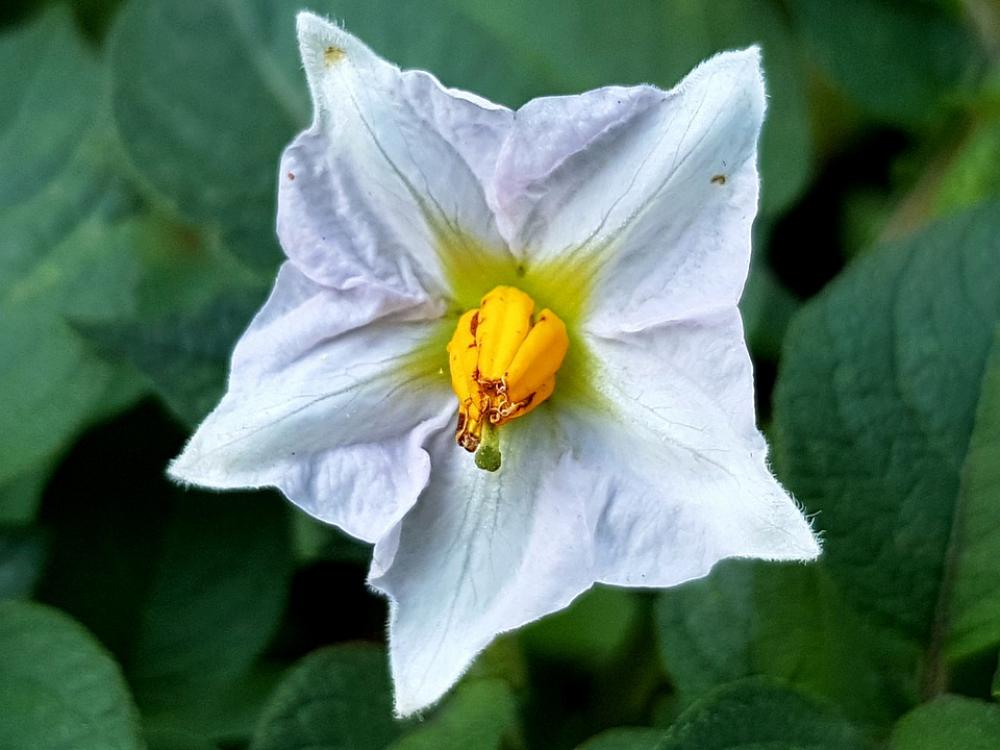 Potato Blossom Blossom Bloom Crop Potato Blossom Blossom Bloom Crop